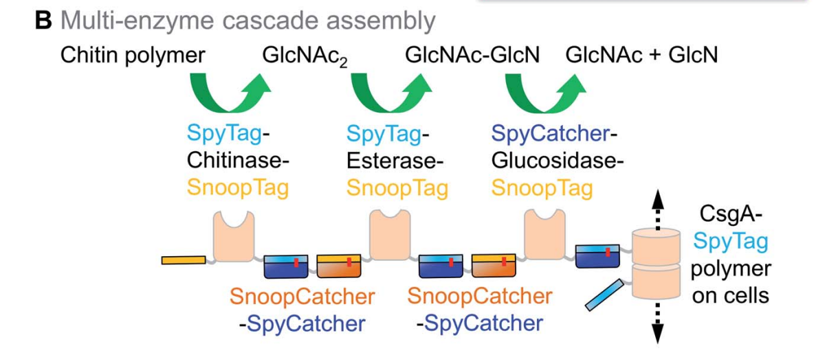 SpyTag SpyCatcher system Protein covalent coupling technology