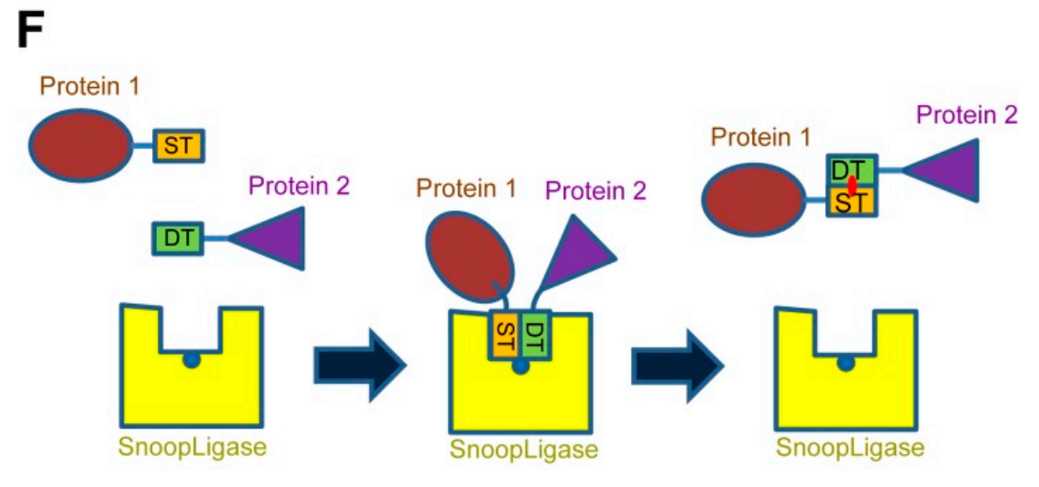 SpyTag SpyCatcher system Protein covalent coupling technology