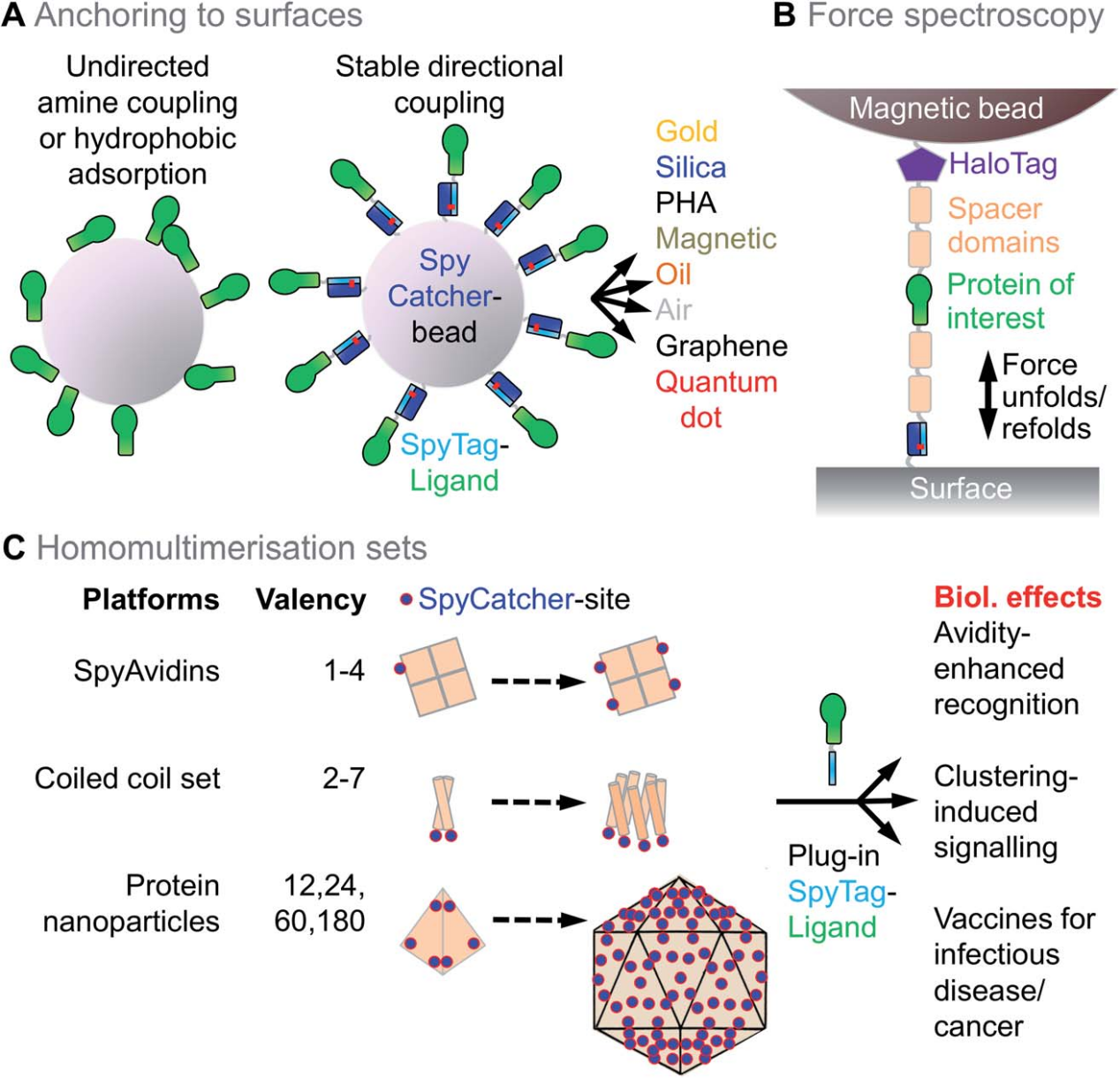 SpyTag SpyCatcher system Protein covalent coupling technology