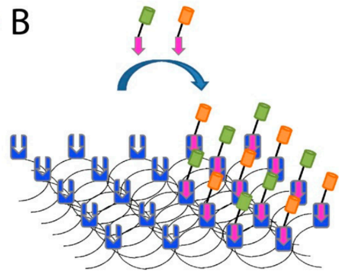 SpyTag SpyCatcher system Protein covalent coupling technology