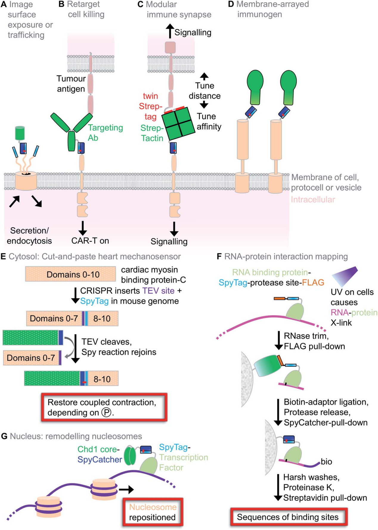 SpyTag SpyCatcher system Protein covalent coupling technology
