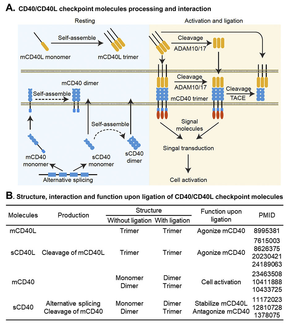 Stimulate receptor molecules CD40
