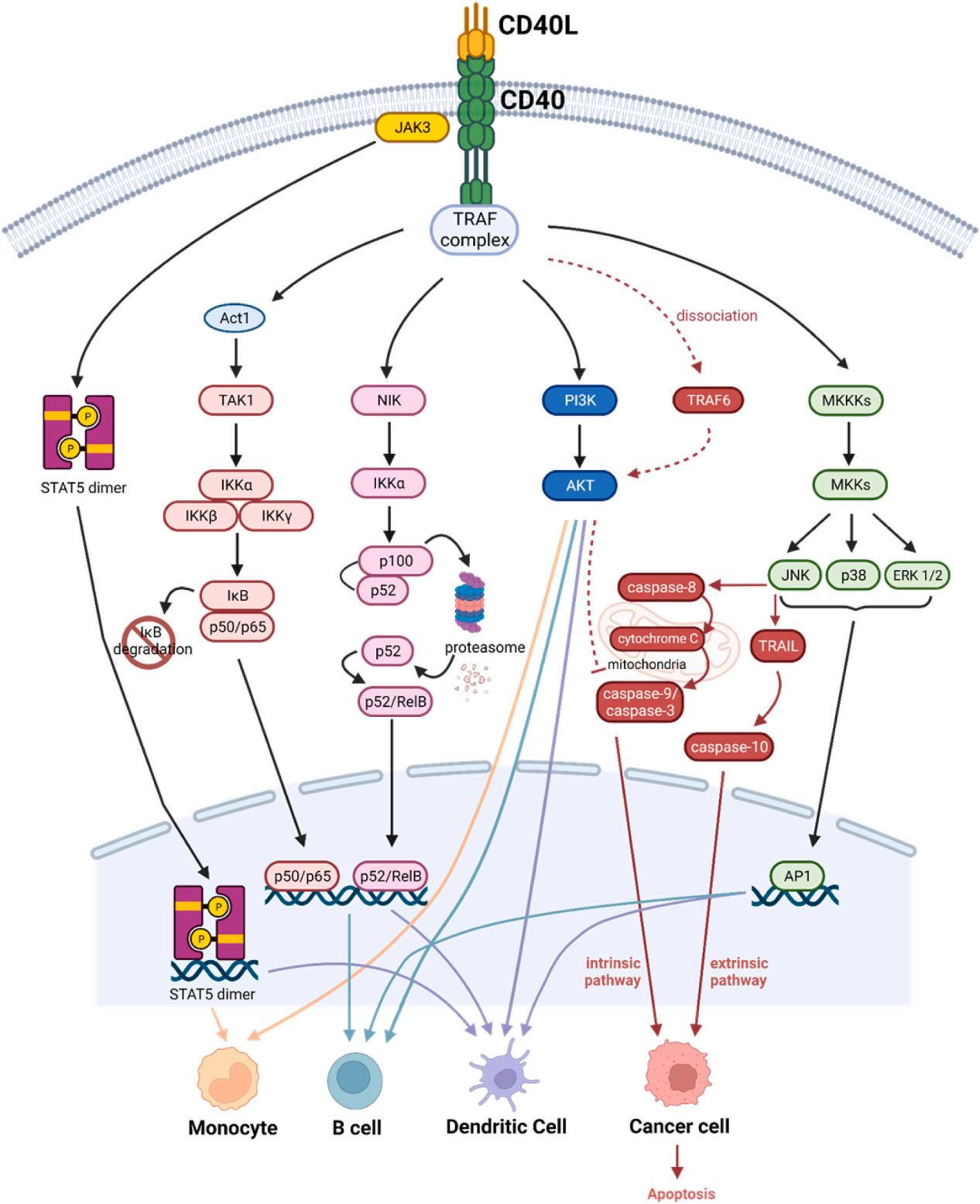 Stimulate receptor molecules CD40