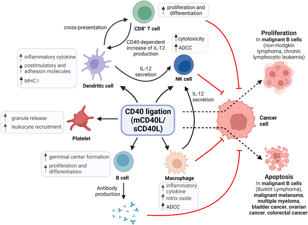 Stimulate receptor molecules CD40