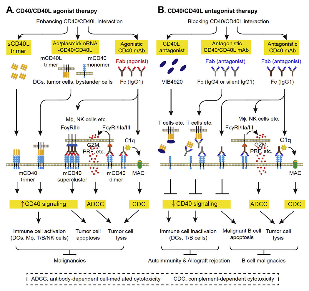 Stimulate receptor molecules CD40