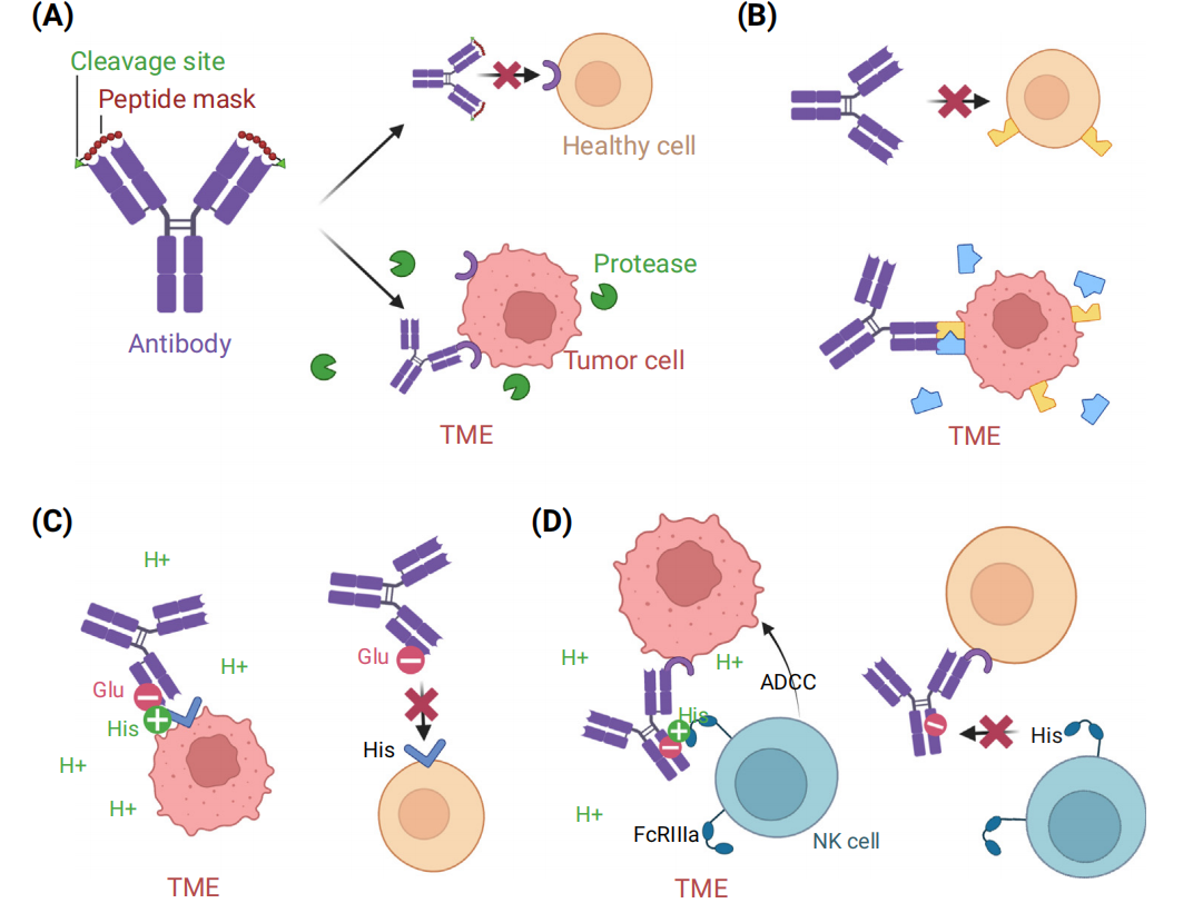 Strategies to boost antibody selectivity in oncology