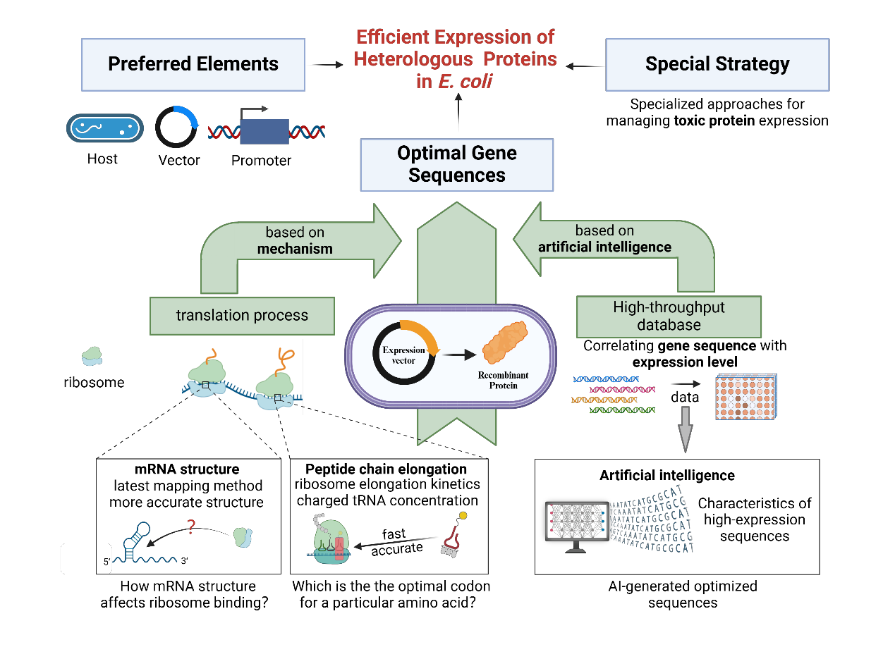 Strategies to overcome the challenges of low or no expression of heterologous proteins in Escherichia coli