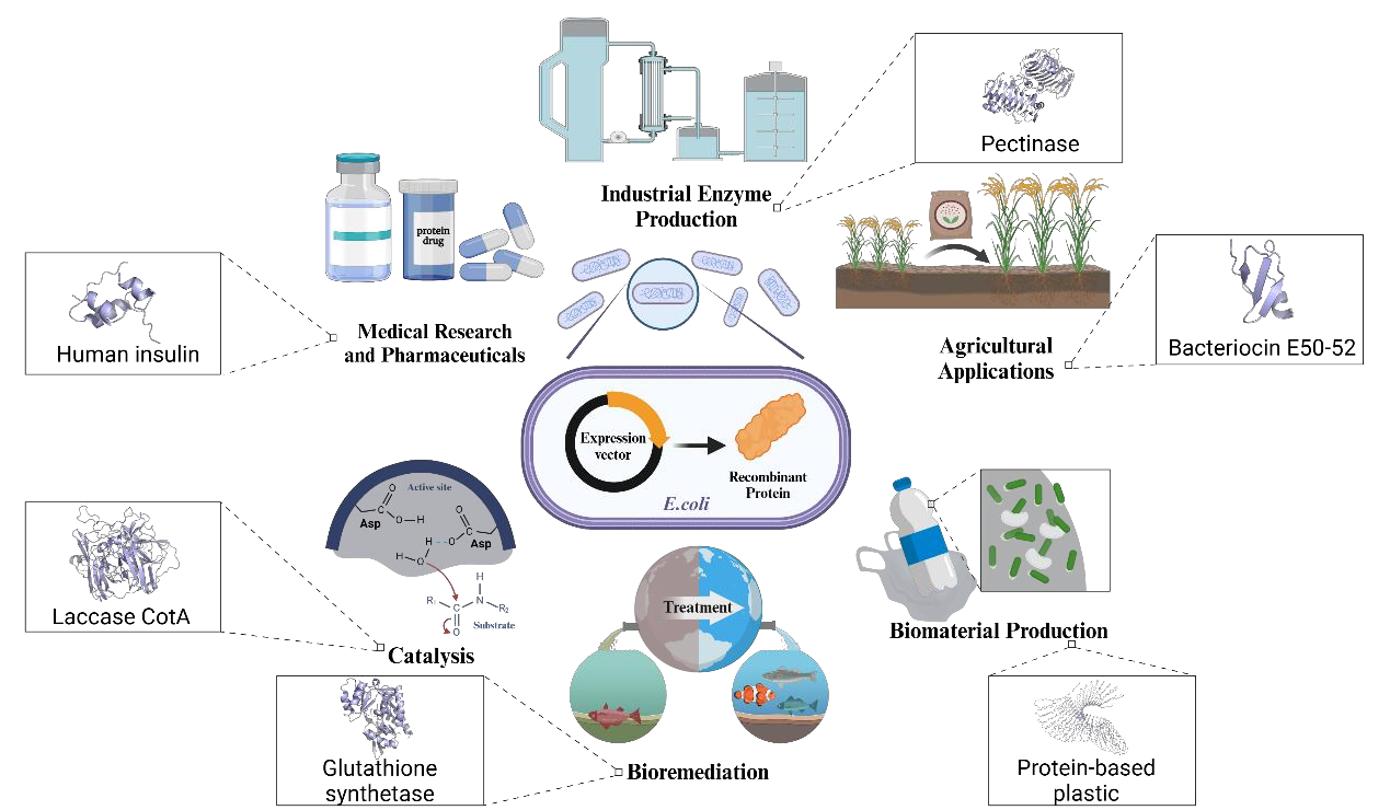 Strategies to overcome the challenges of low or no expression of heterologous proteins in Escherichia coli