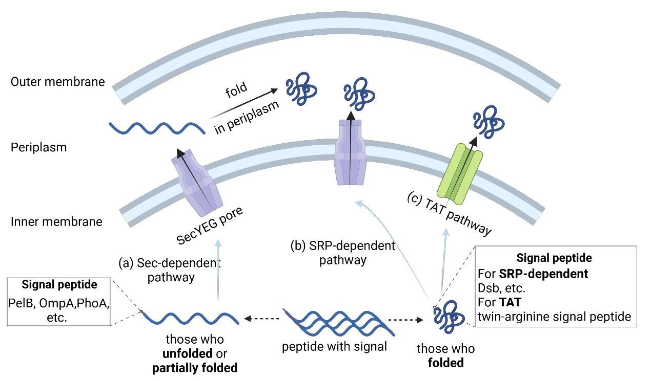 Strategies to overcome the challenges of low or no expression of heterologous proteins in Escherichia coli