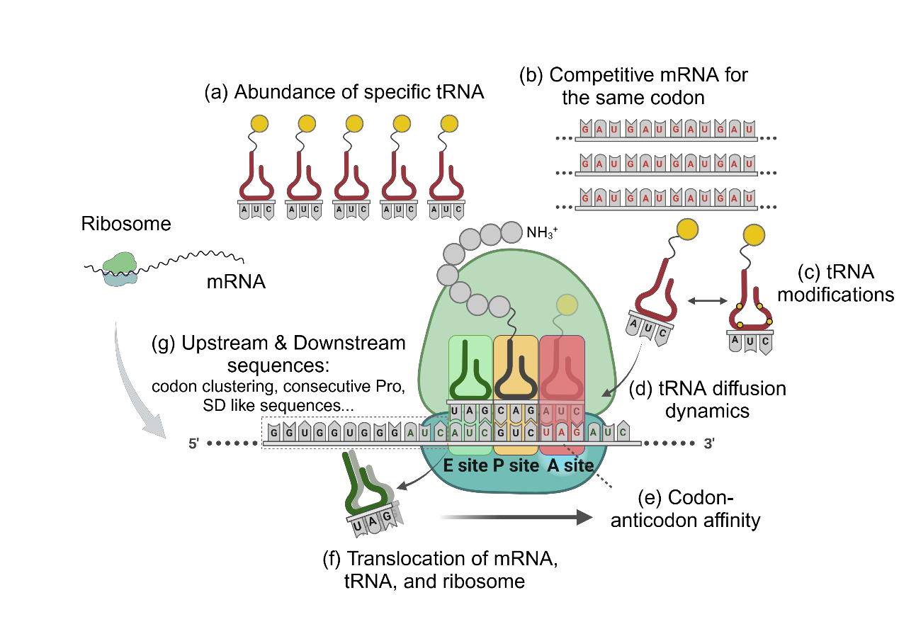 Strategies to overcome the challenges of low or no expression of heterologous proteins in Escherichia coli