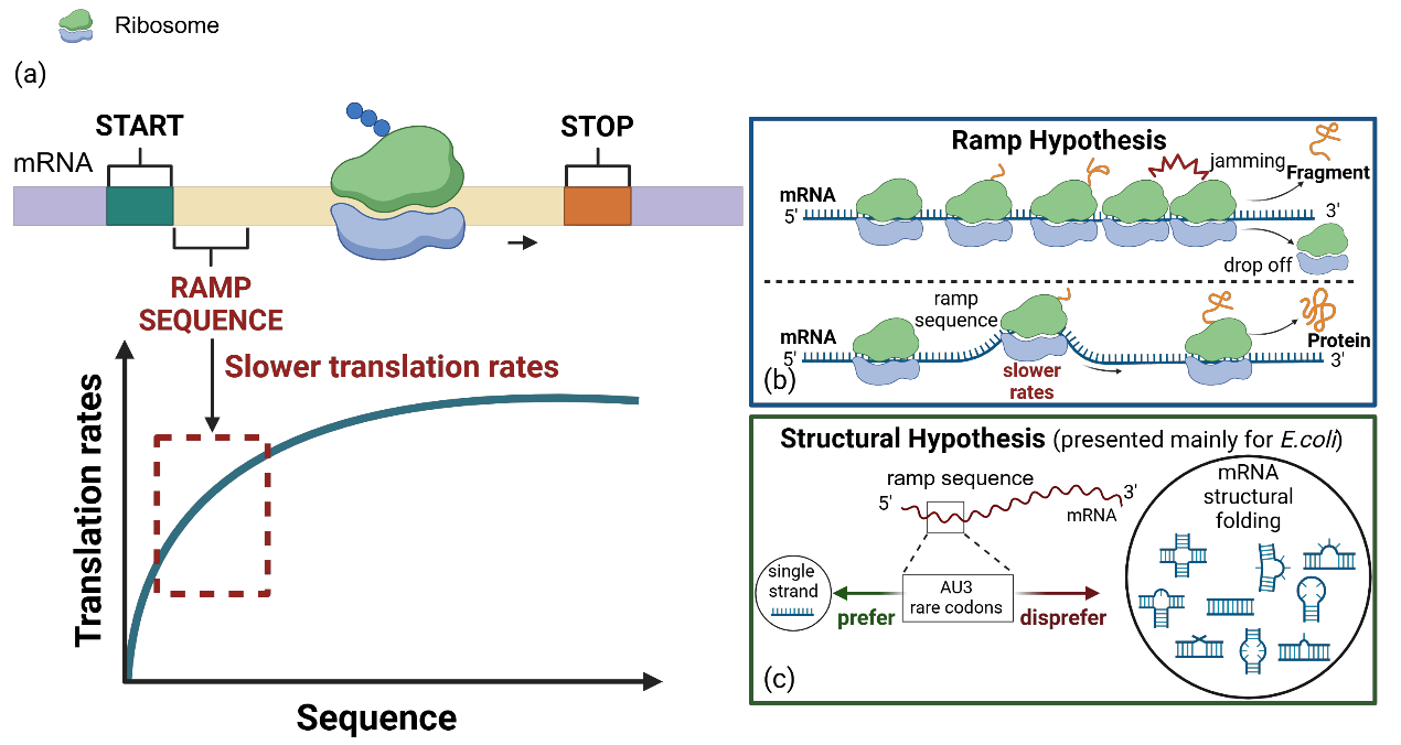 Strategies to overcome the challenges of low or no expression of heterologous proteins in Escherichia coli