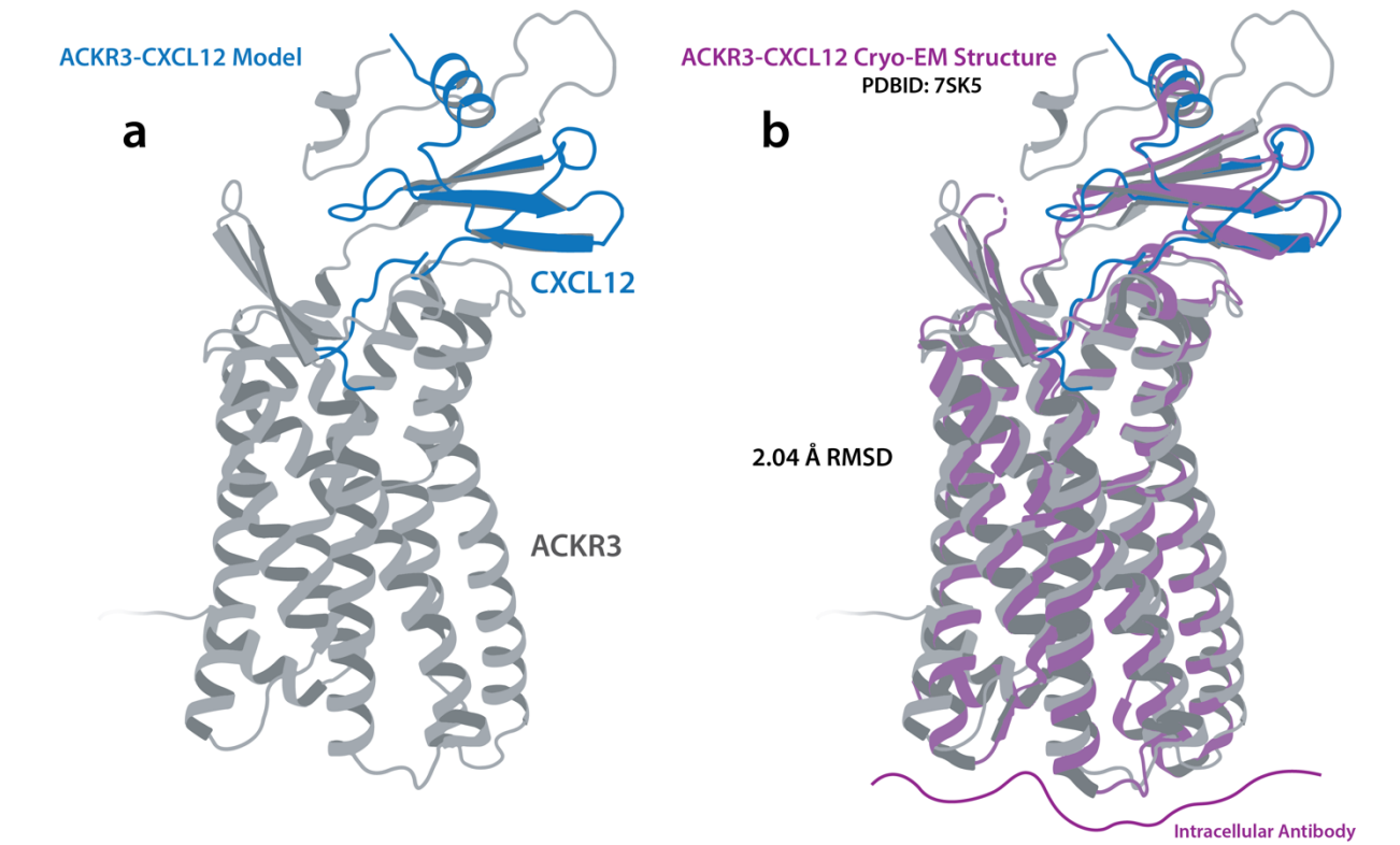 Structural basis for selectivity and antagonism in extracellular GPCR nanobodies