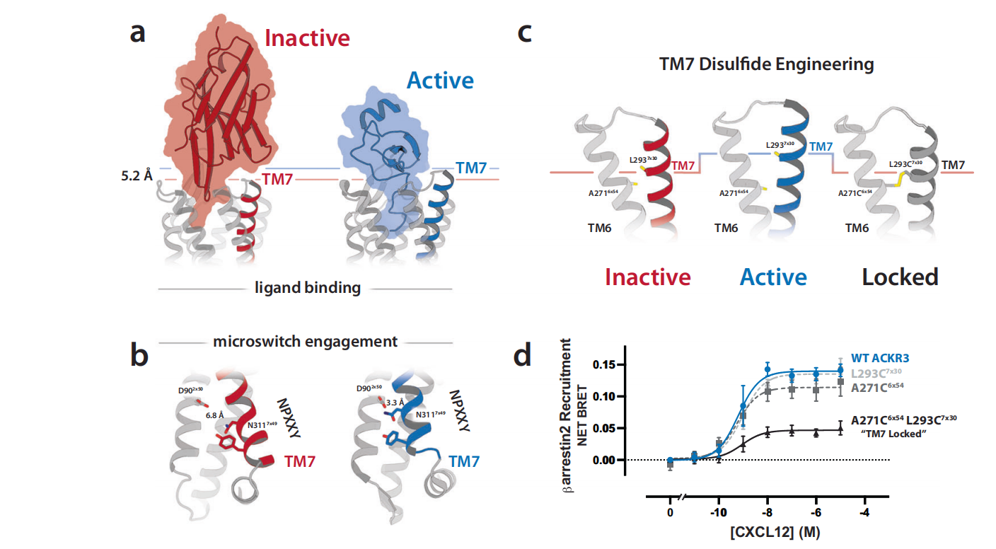 Structural basis for selectivity and antagonism in extracellular GPCR nanobodies