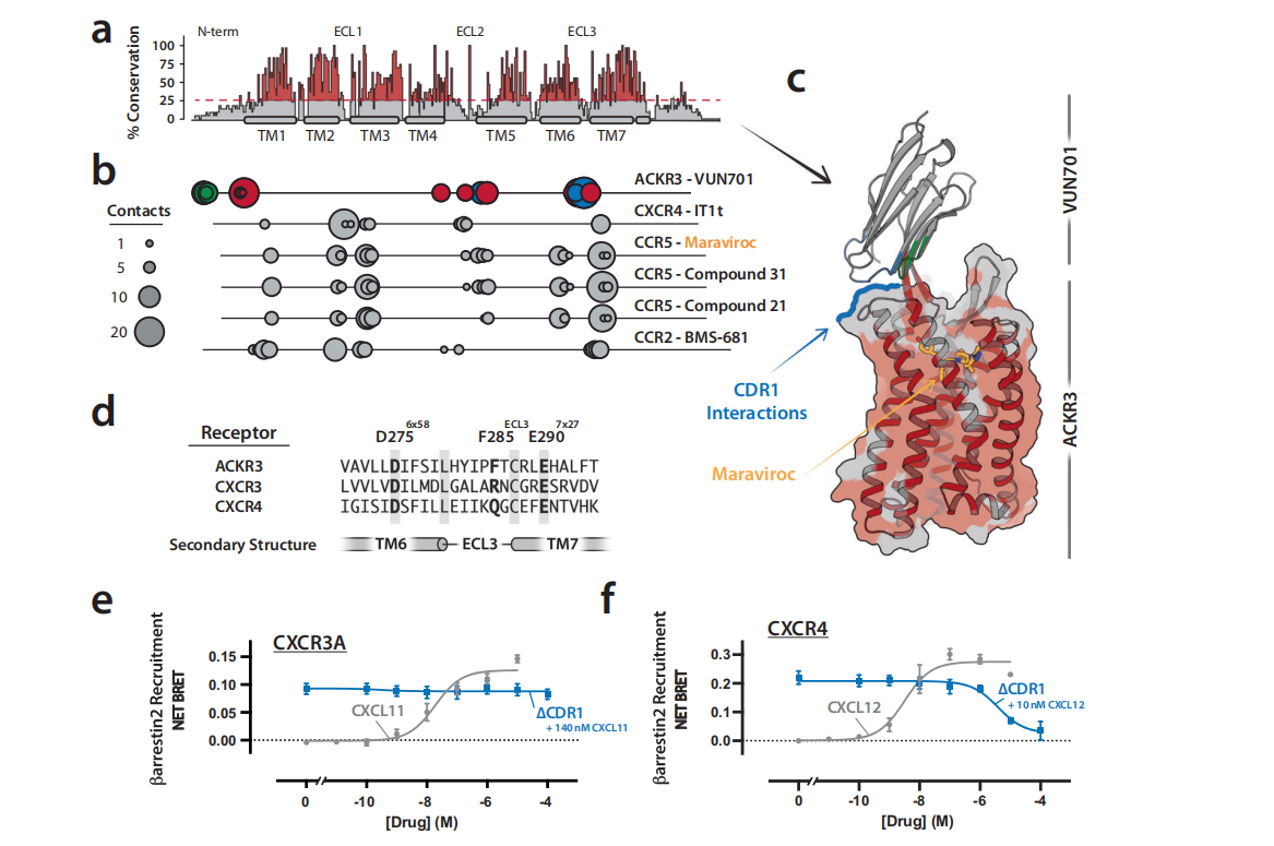Structural basis for selectivity and antagonism in extracellular GPCR nanobodies