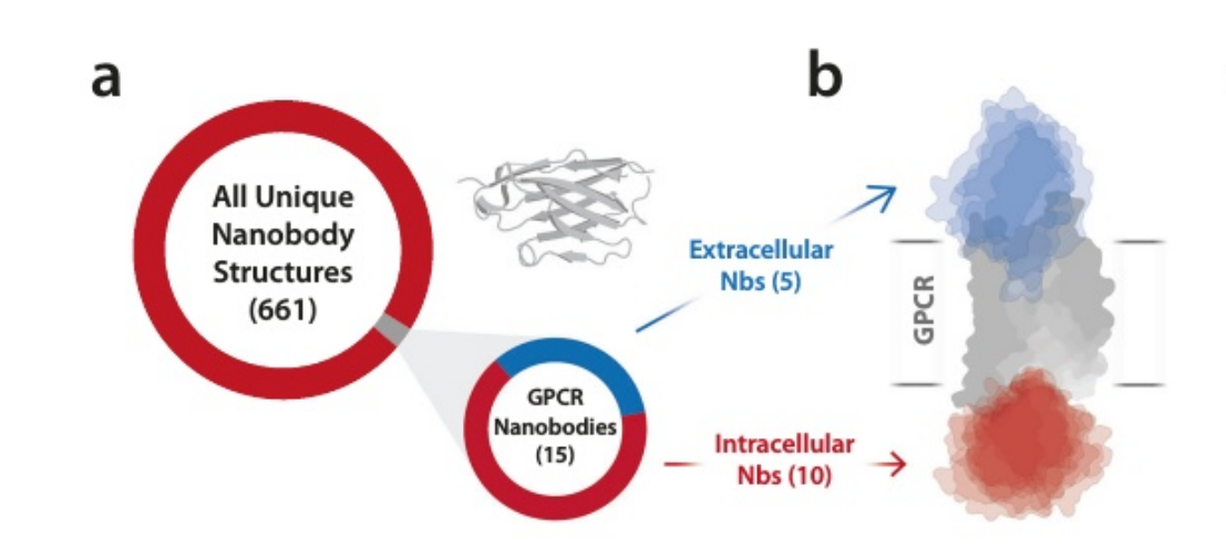 Structural basis for selectivity and antagonism in extracellular GPCR nanobodies