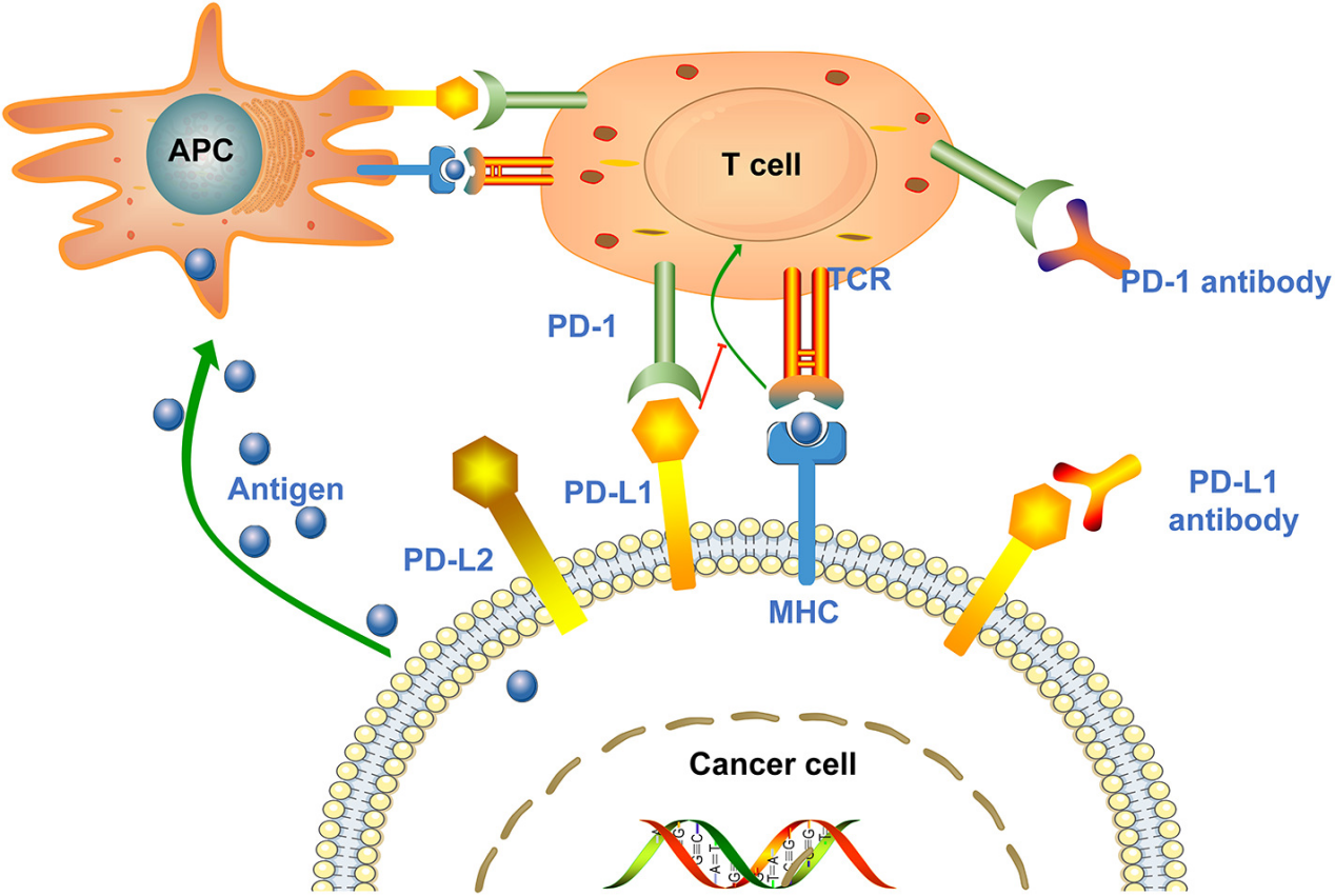 Structure and function of therapeutic antibodies approved by the FDA in 2023