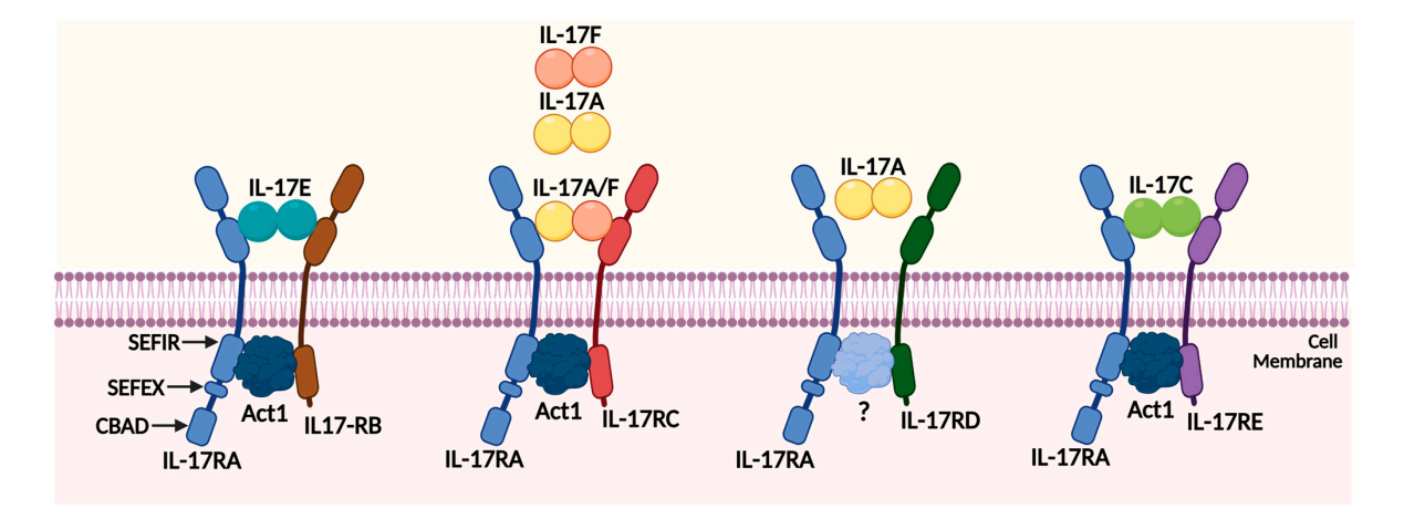 Structure and function of therapeutic antibodies approved by the FDA in 2023