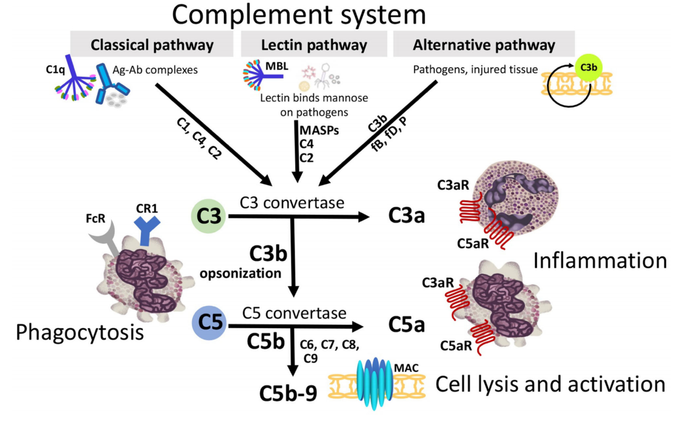 Structure and function of therapeutic antibodies approved by the FDA in 2023