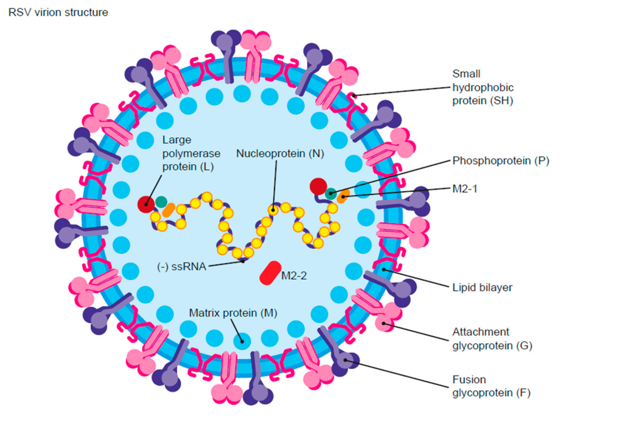 Structure and function of therapeutic antibodies approved by the FDA in 2023
