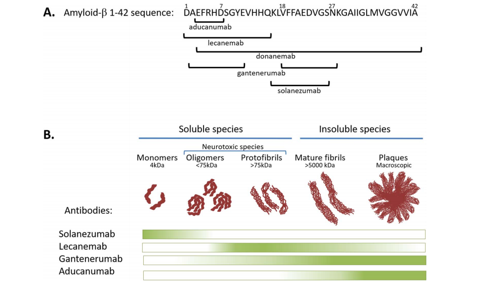 Structure and function of therapeutic antibodies approved by the FDA in 2023