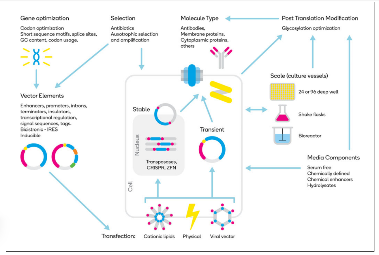 Suitable conditions were selected for eukaryotic protein expression