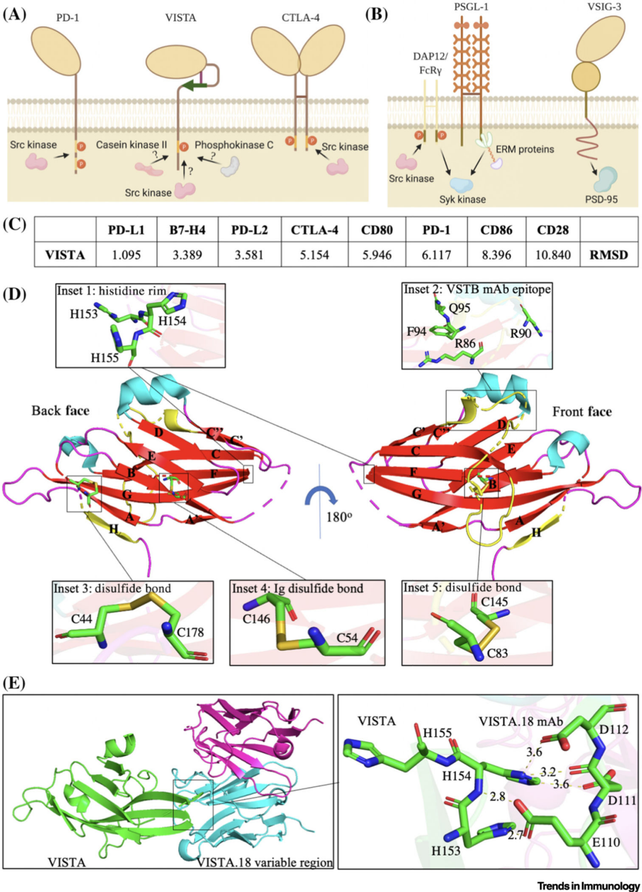 T-cell activation inhibitor VISTA