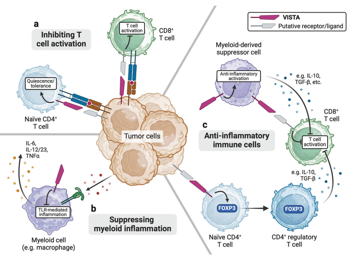 T-cell activation inhibitor VISTA