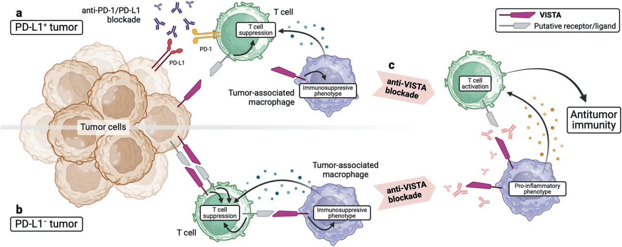 T-cell activation inhibitor VISTA