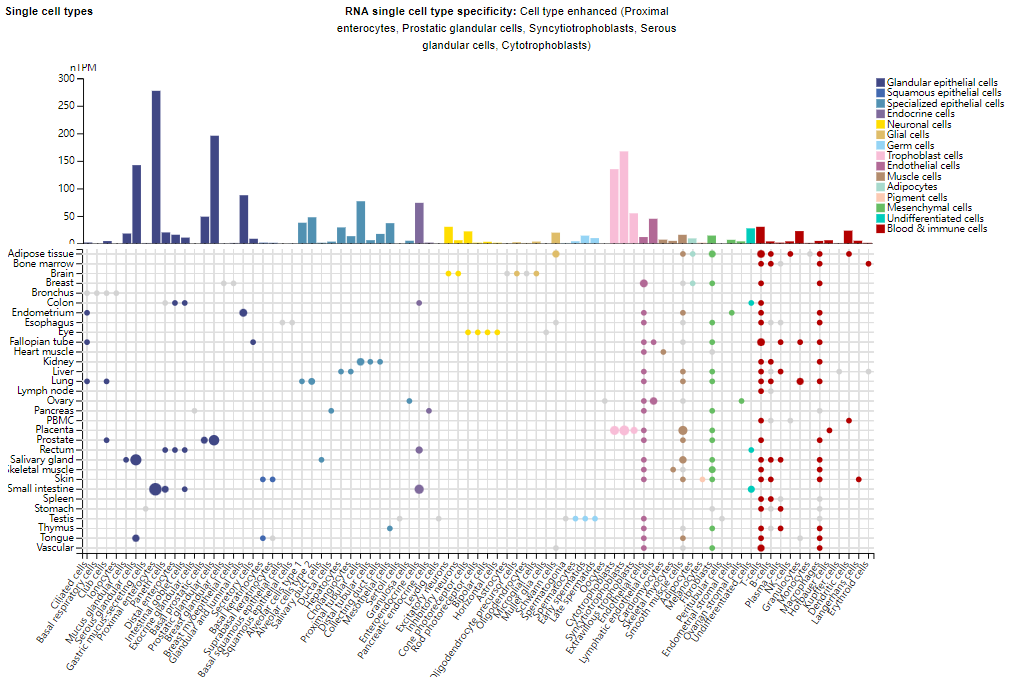 T-cell activation regulatory factor DPP4