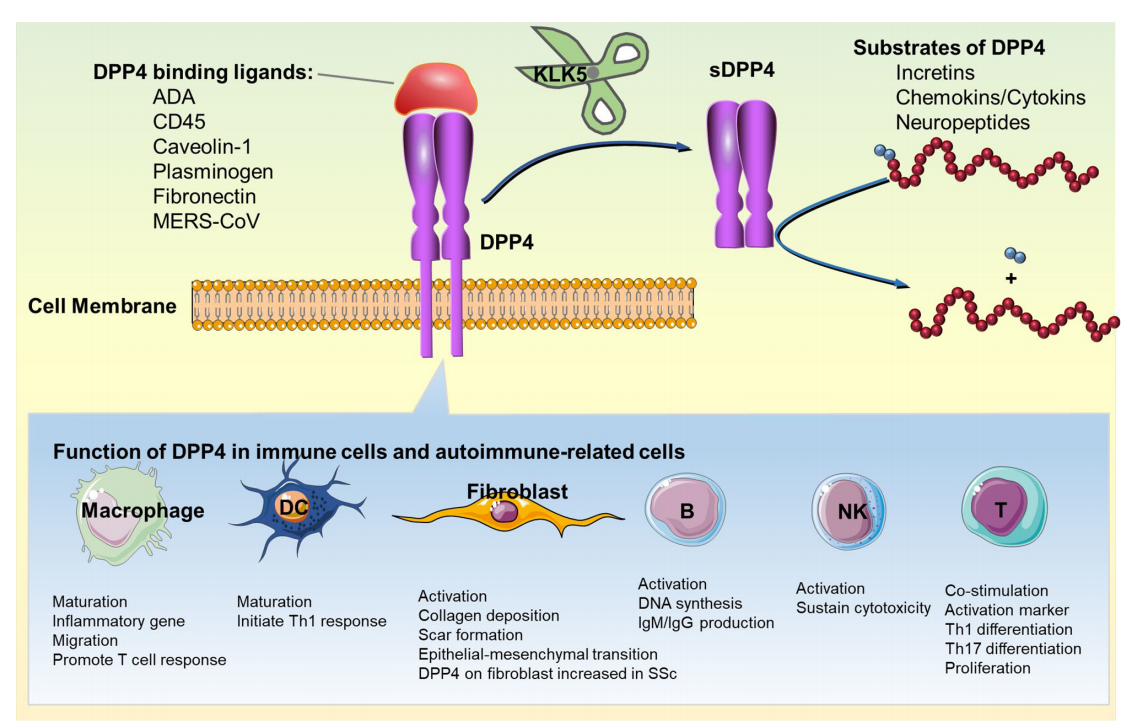 T-cell activation regulatory factor DPP4