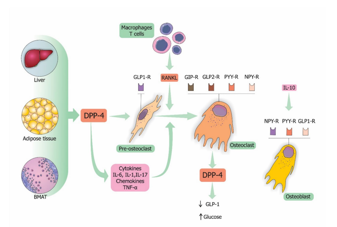 T-cell activation regulatory factor DPP4