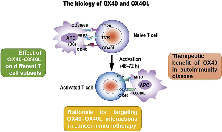 T-cell costimulatory molecule OX40