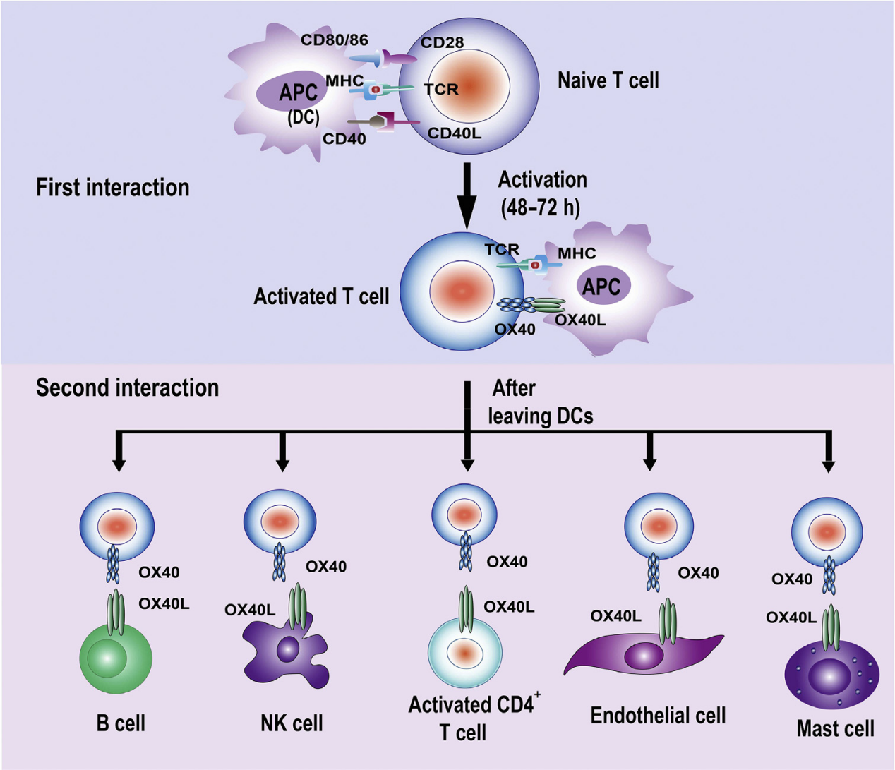 T-cell costimulatory molecule OX40