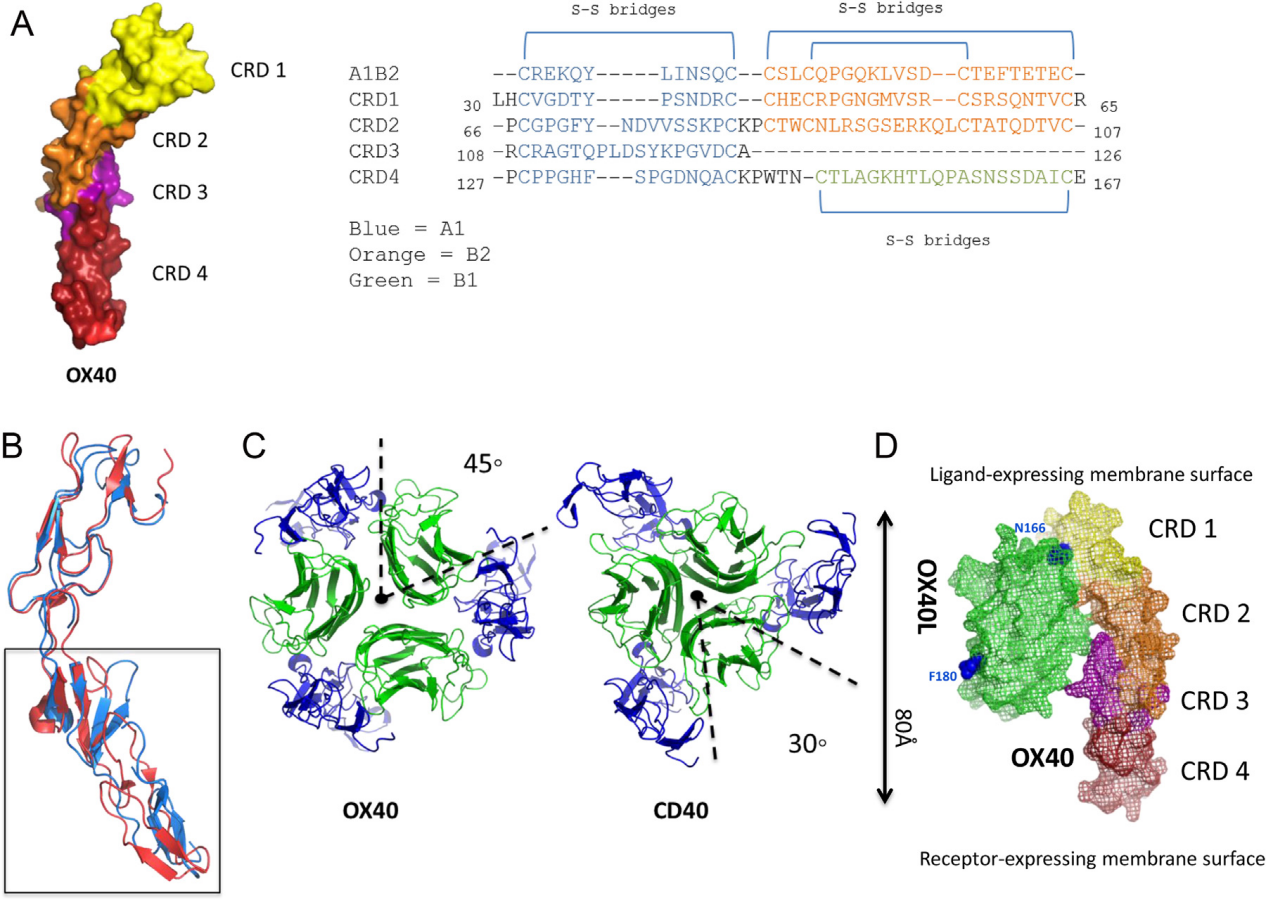 T-cell costimulatory molecule OX40