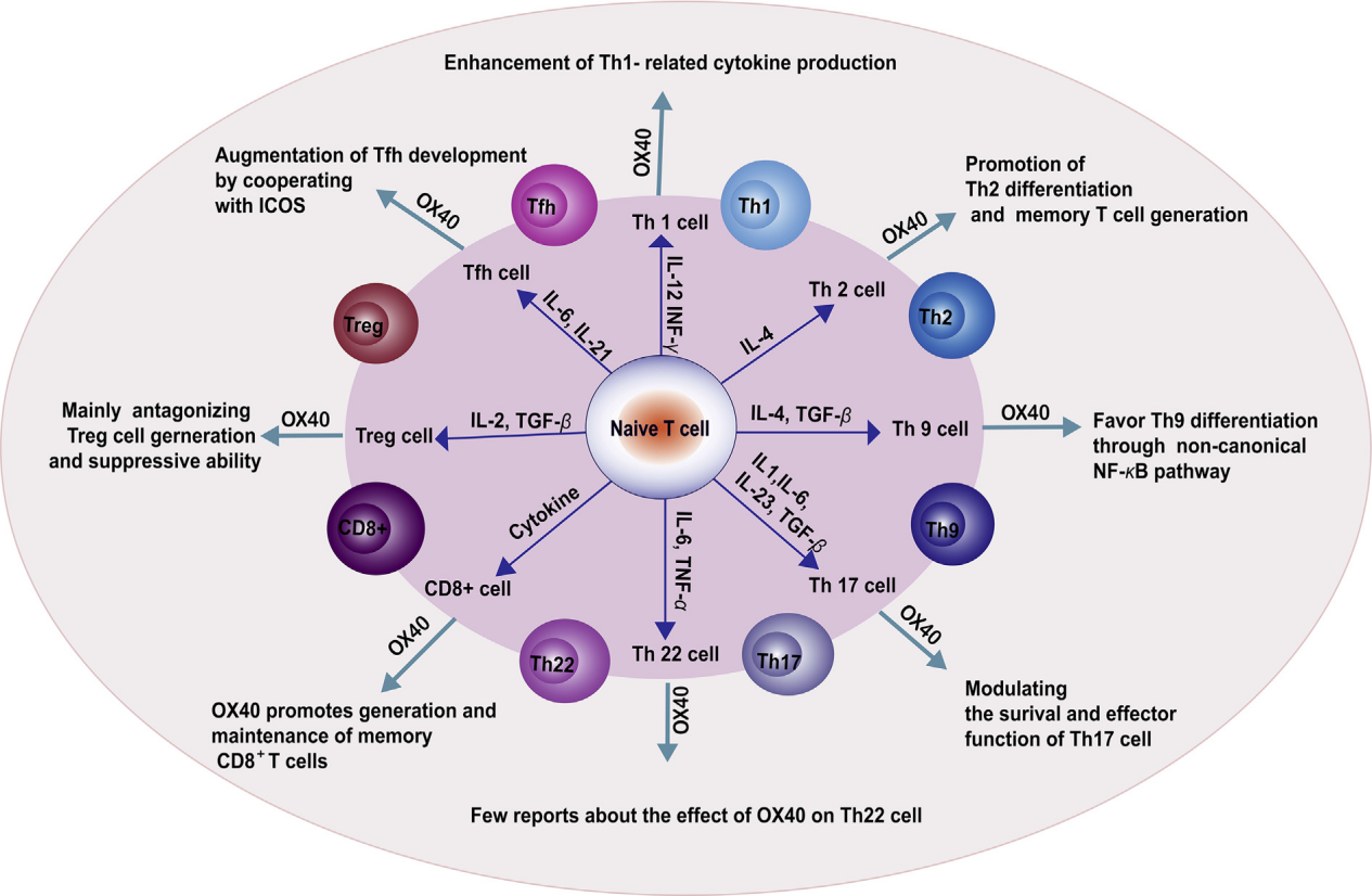 T-cell costimulatory molecule OX40