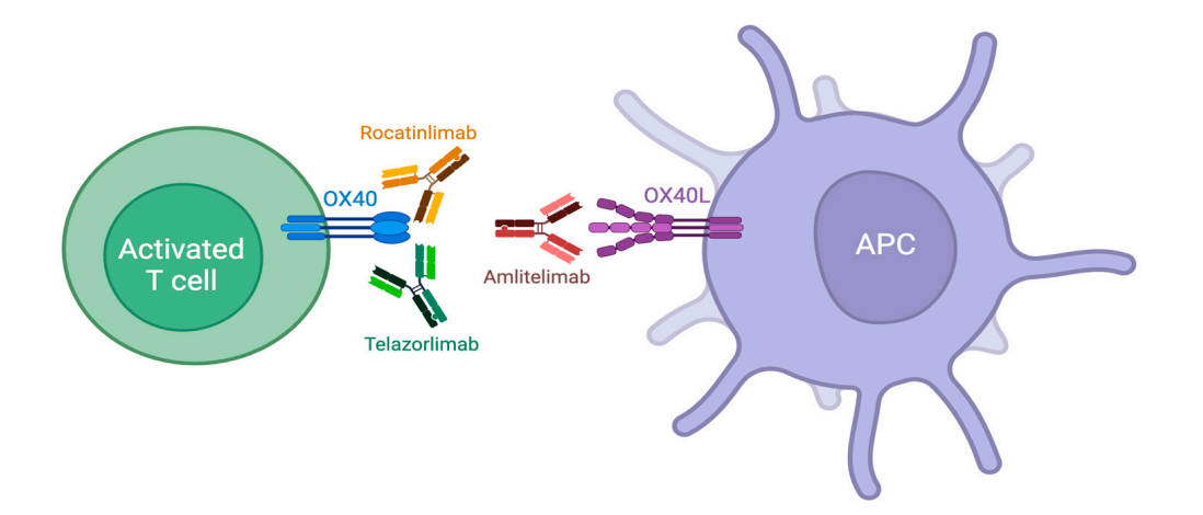 T-cell costimulatory molecule OX40