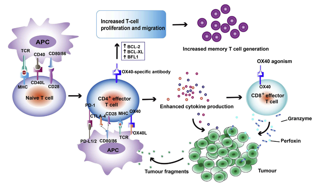 T-cell costimulatory molecule OX40