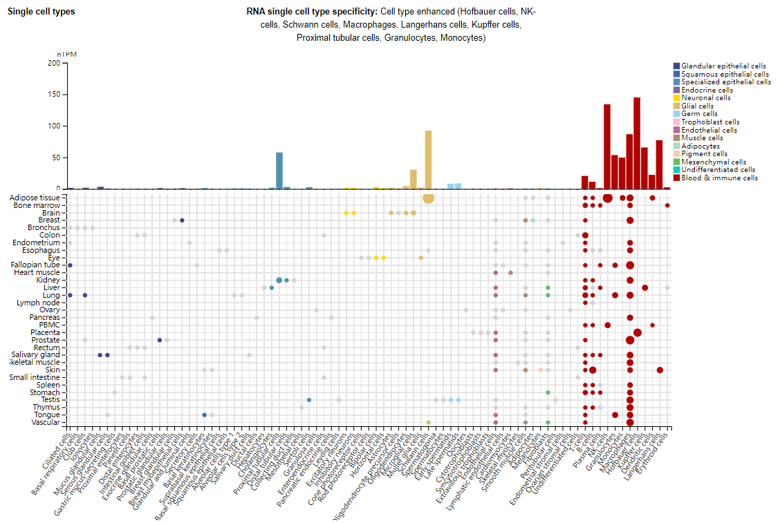 T-cell immunomodulatory factor TIM3