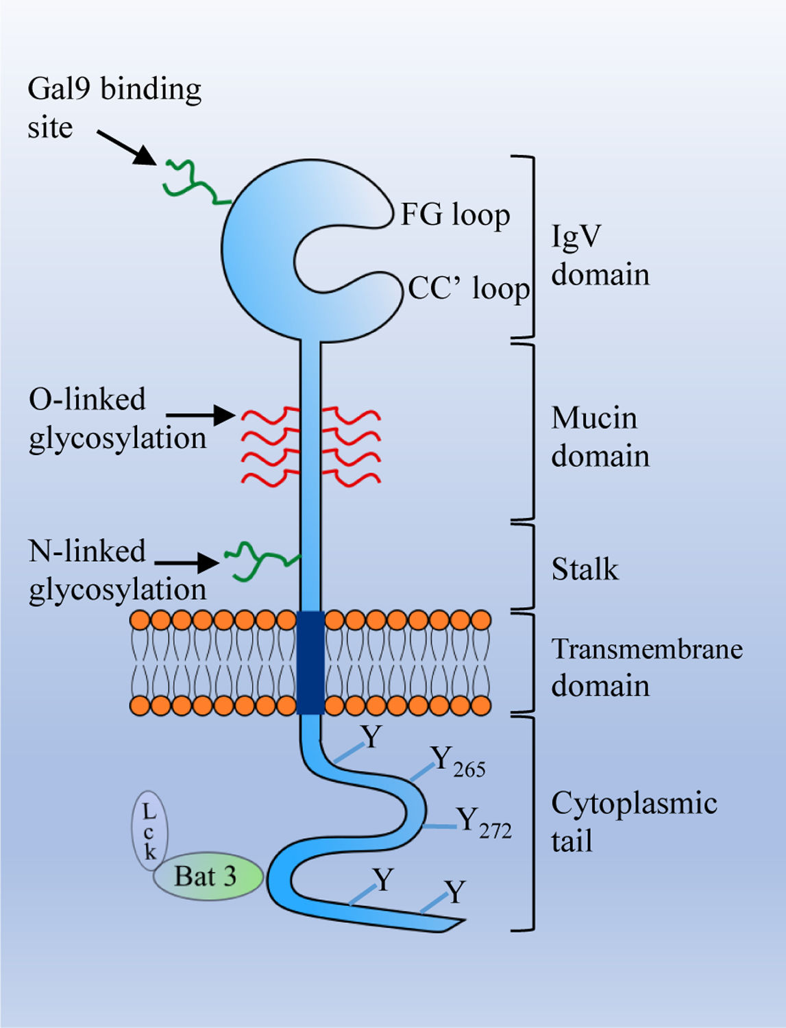 T-cell immunomodulatory factor TIM3