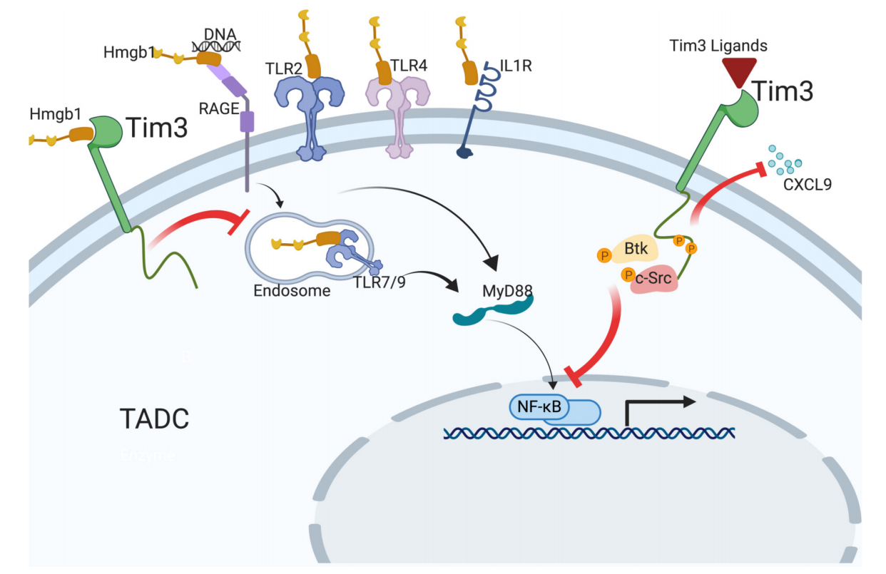 T-cell immunomodulatory factor TIM3