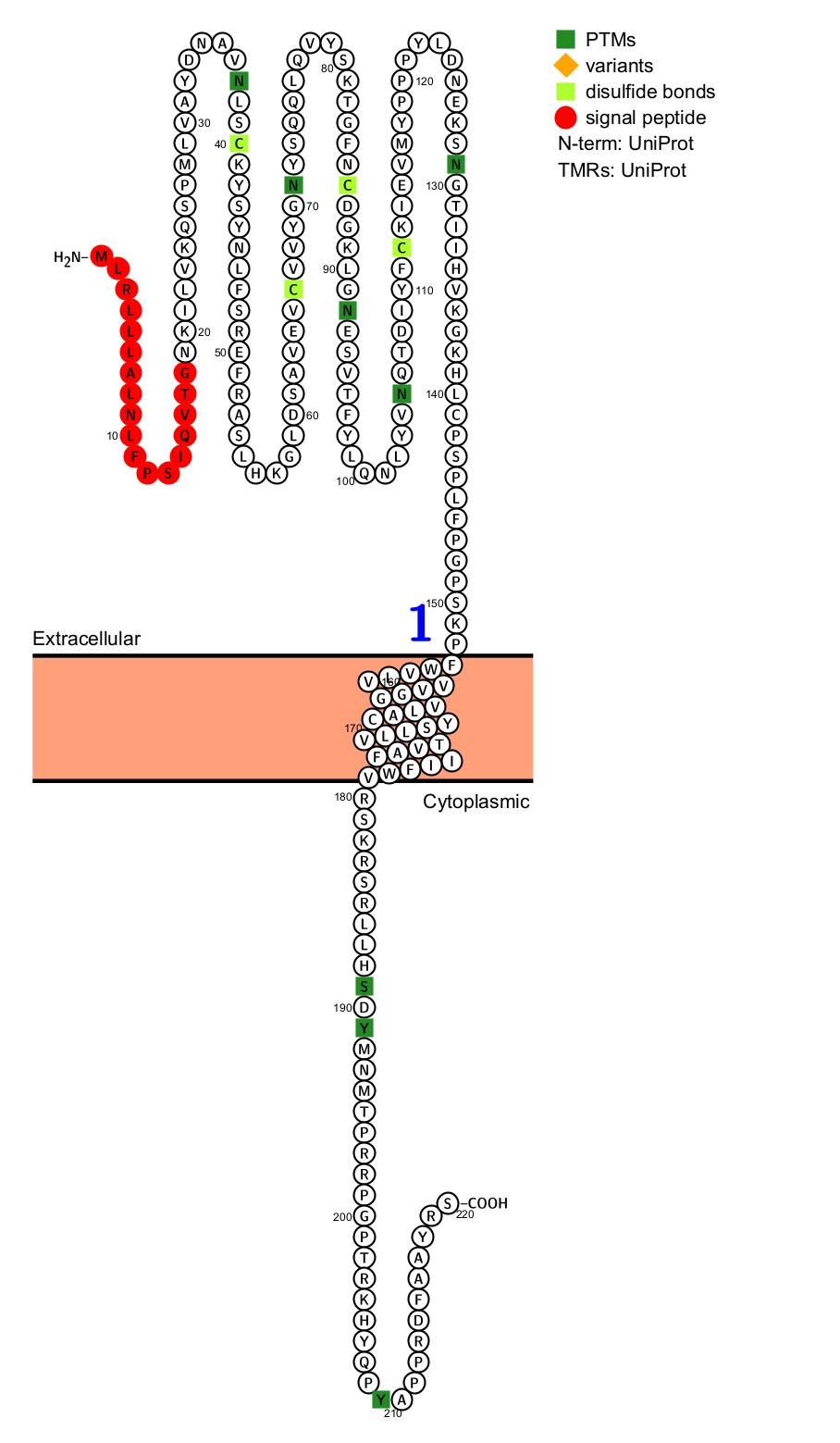 T cell-specific surface glycoprotein CD28