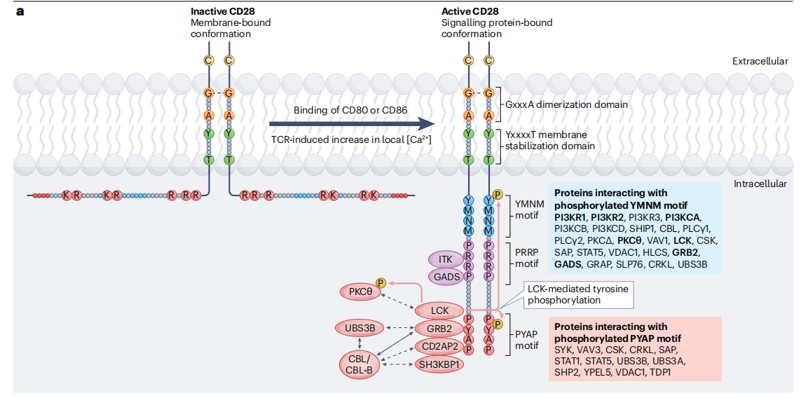 T cell-specific surface glycoprotein CD28