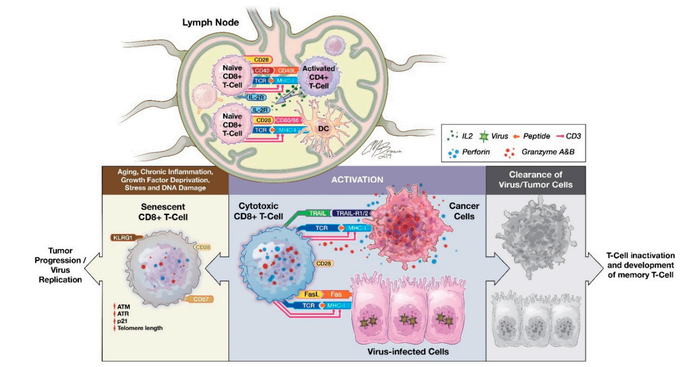 T cell-specific surface glycoprotein CD28