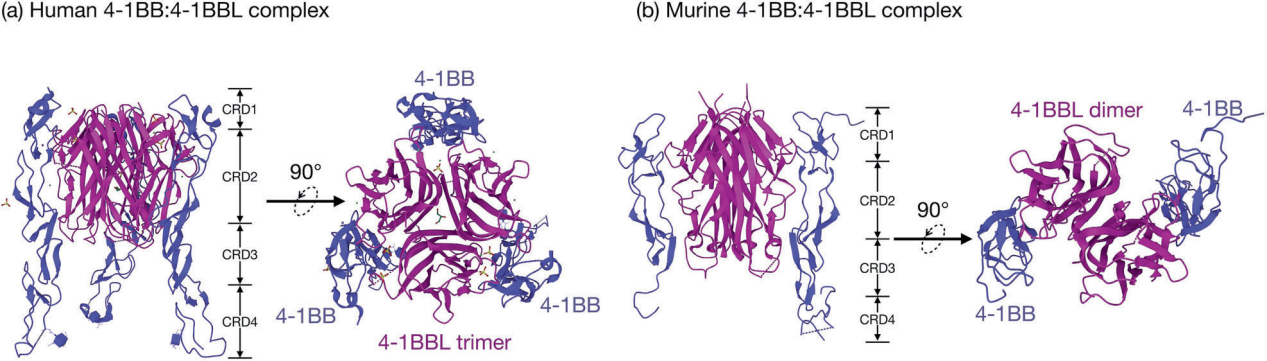 T-cells costimulate the immune checkpoint molecule 4-1BB