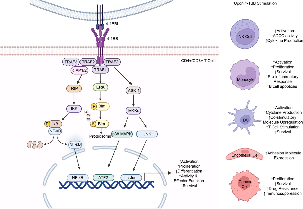 T-cells costimulate the immune checkpoint molecule 4-1BB
