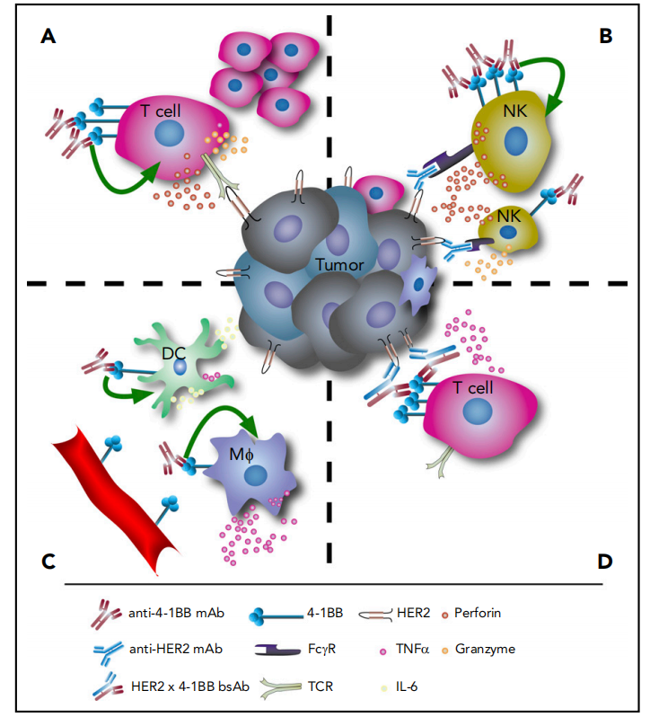 T-cells costimulate the immune checkpoint molecule 4-1BB