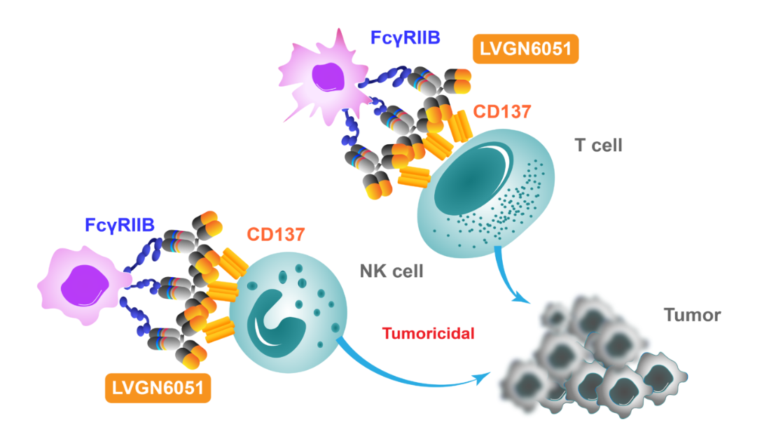 T-cells costimulate the immune checkpoint molecule 4-1BB