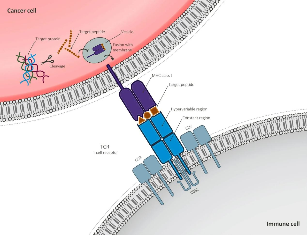 T-lymphocyte surface key molecule CD3