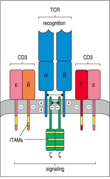 T-lymphocyte surface key molecule CD3