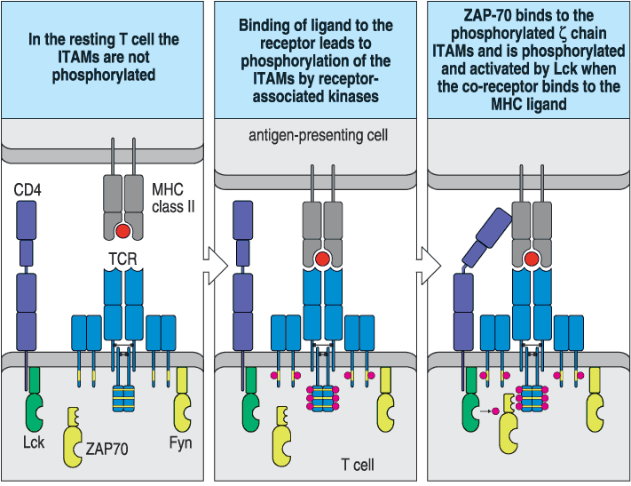 T-lymphocyte surface key molecule CD3